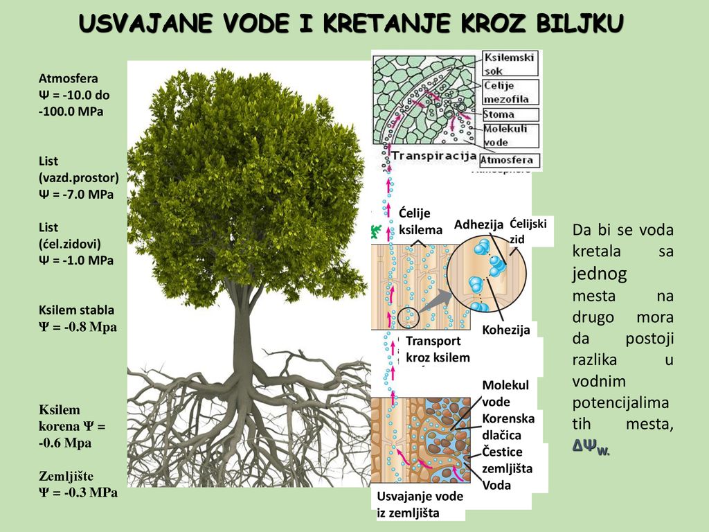 Primanje I Odavanje Vode Stome Ppt